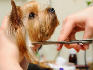 dog grooming app