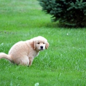 dog potty training