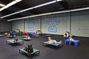 dog boarding facilities