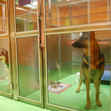 dog boarding facilities