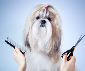 pet grooming app