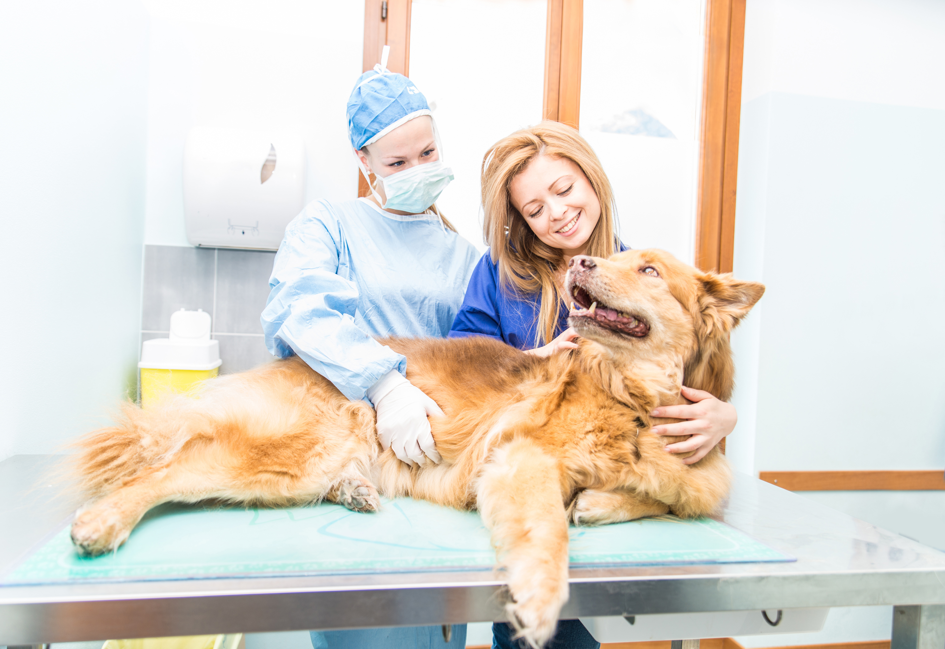 vet on demand app