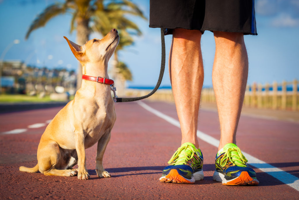 basic-tips-before-starting-a-dog-walking-business