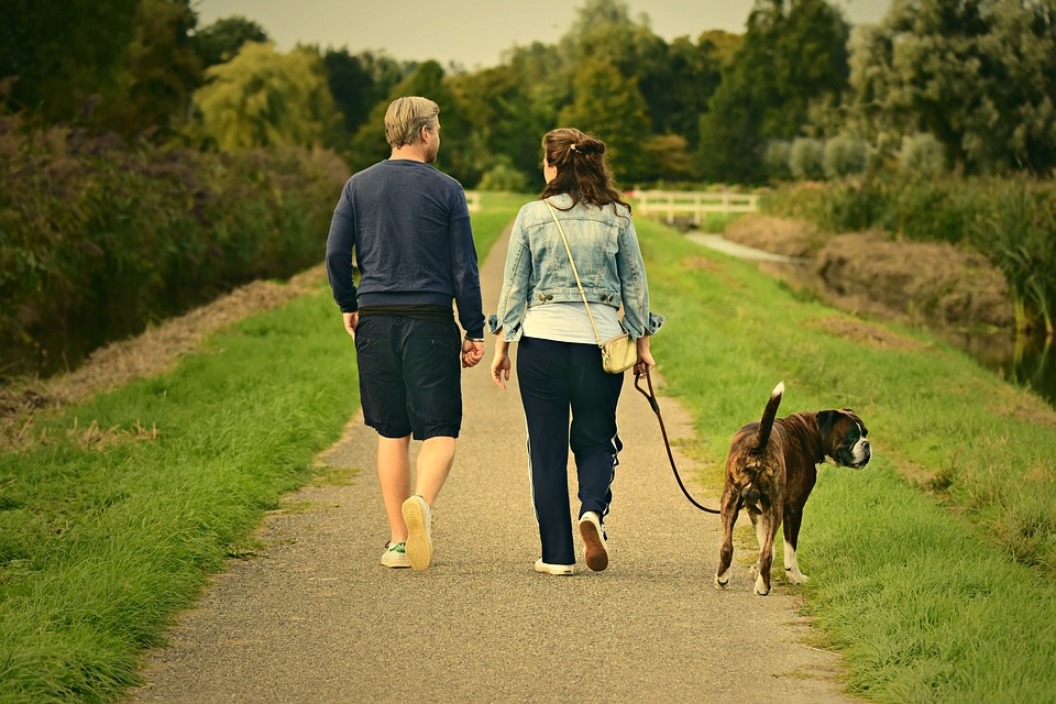pet boarding