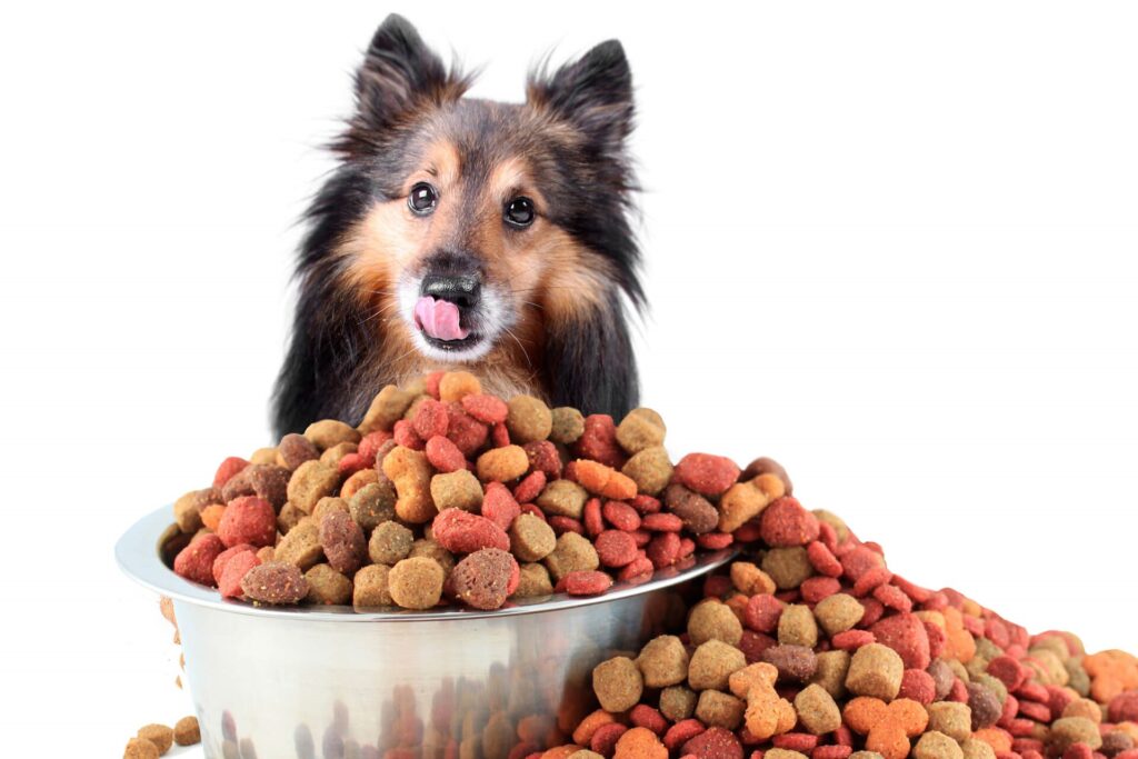 Can Too Many Treats Make Your Dog Sick