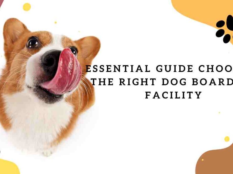 right dog boarding facility
