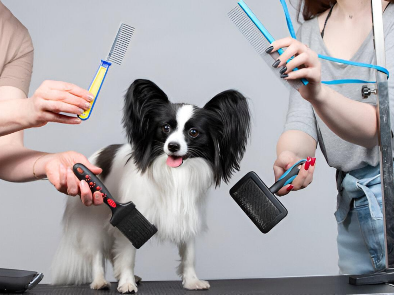 dog grooming