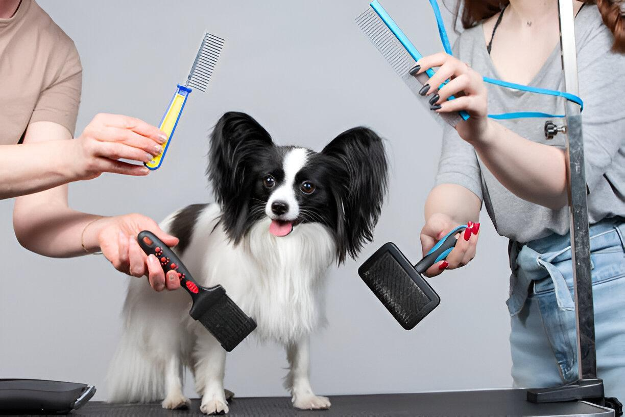 dog grooming