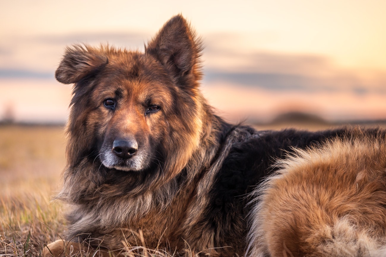 german shepherd puppies