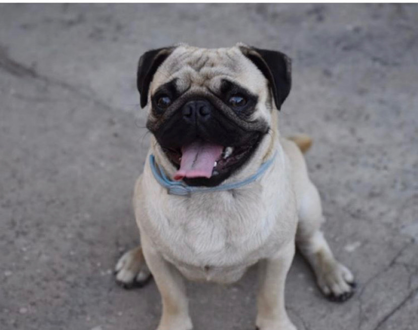 puppies for sale in lucknow