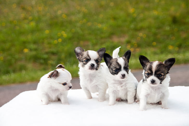 puppies in mumbai