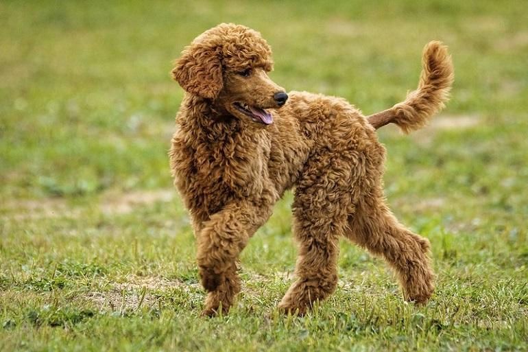 puppy for sale in goa