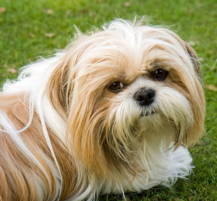 shih tzu puppies