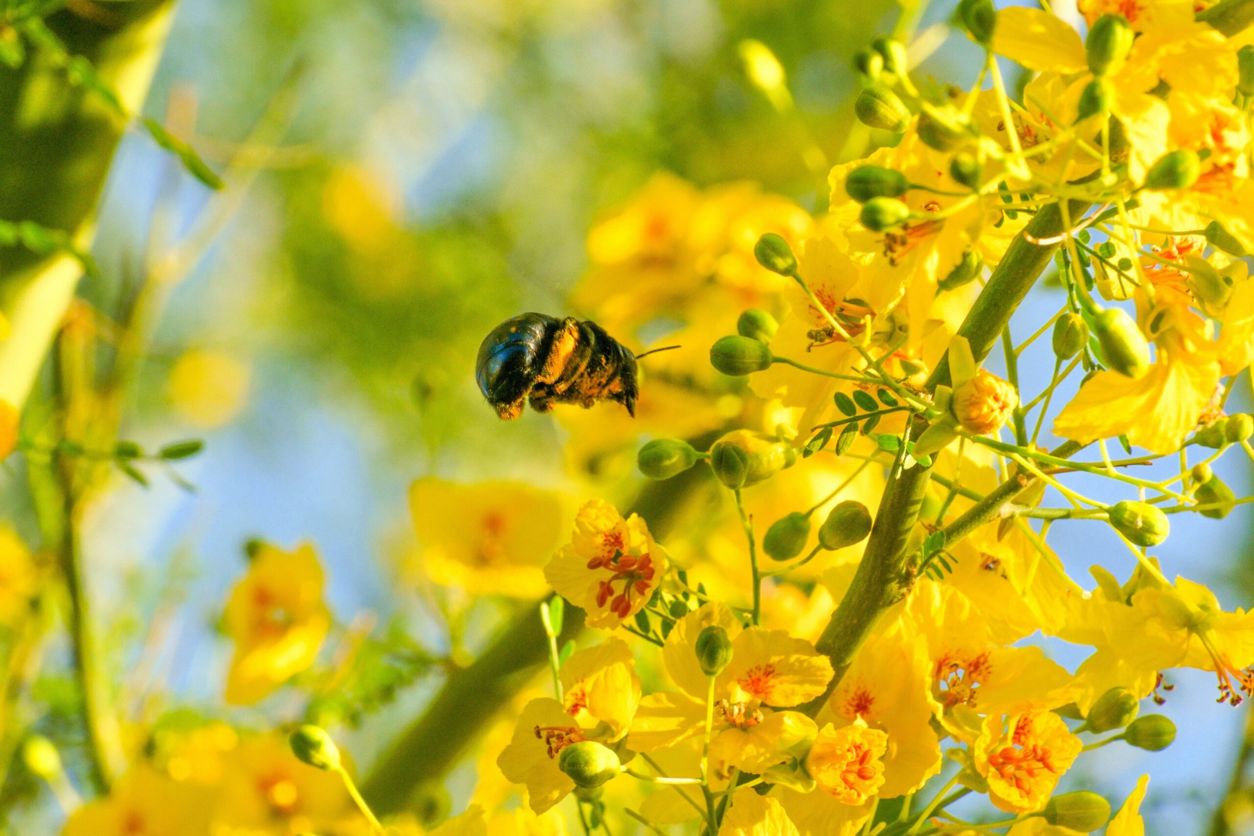 bee pollen