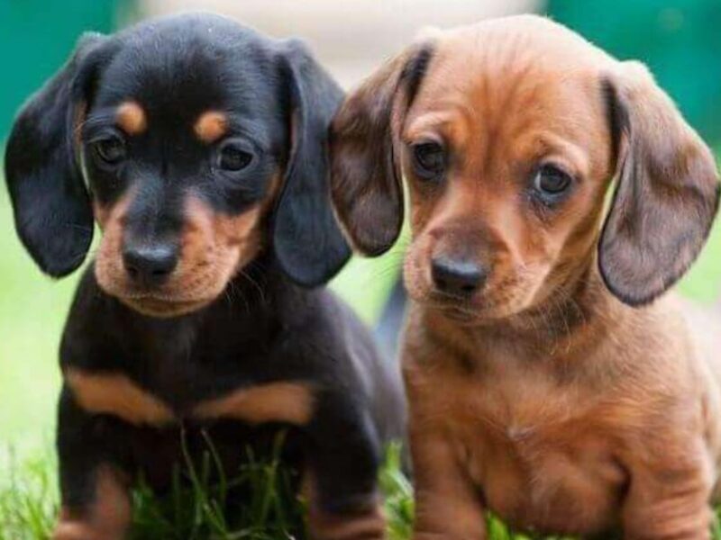 mini dachshund puppies