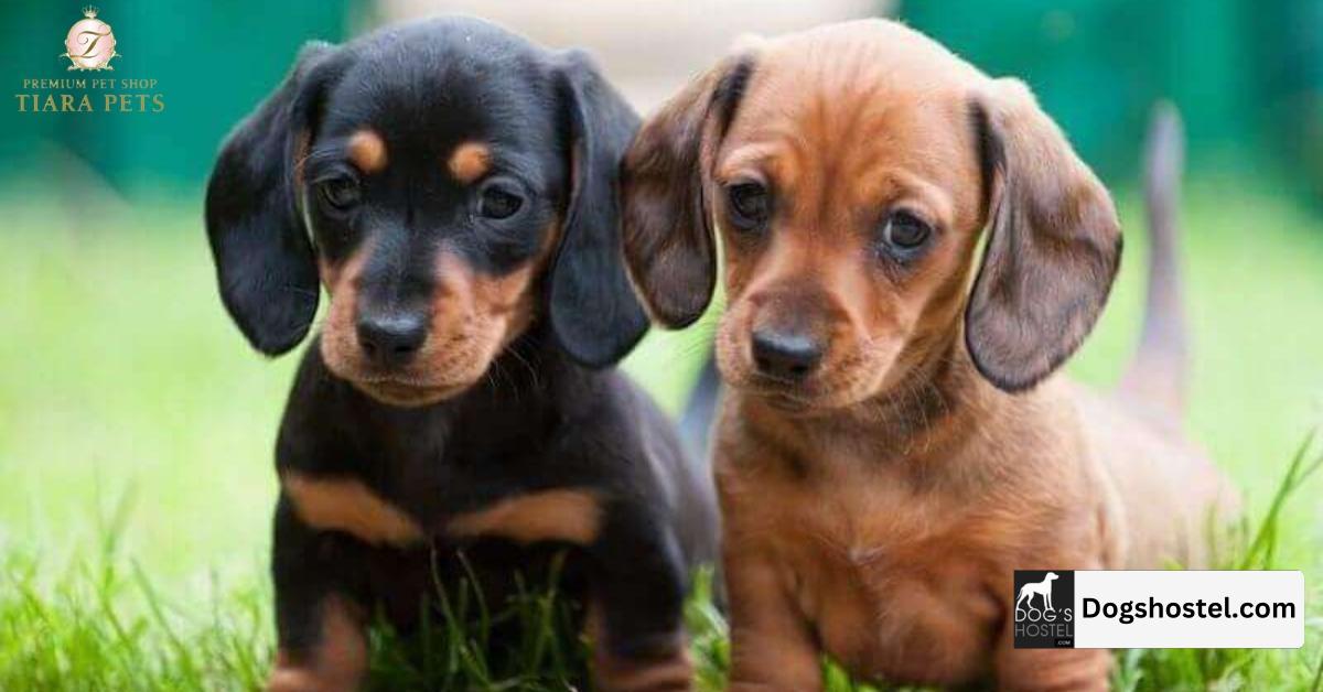 mini dachshund puppies