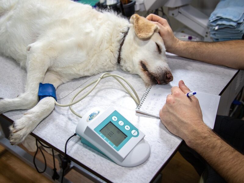 veterinary supplies