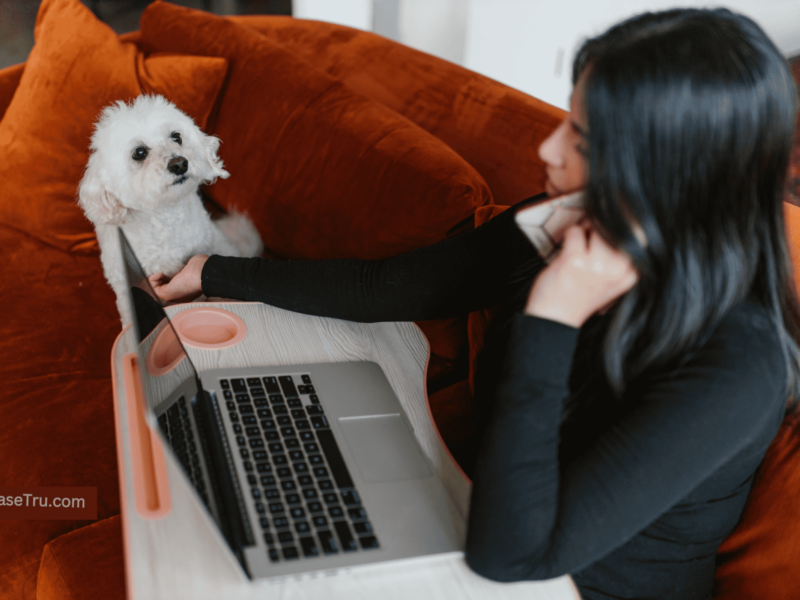 vet apps
