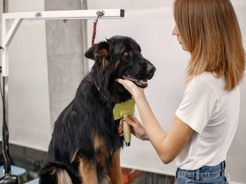 dog grooming