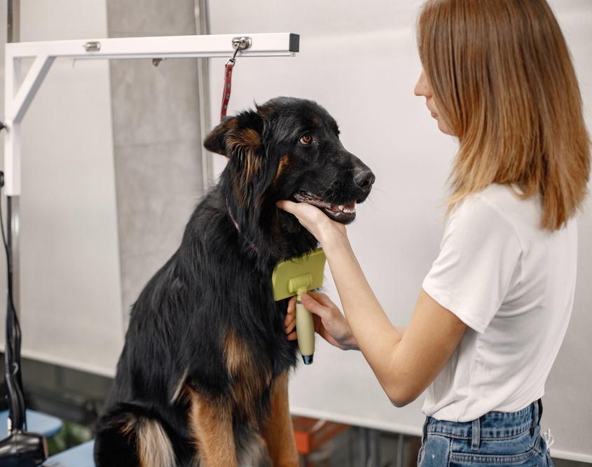 dog grooming