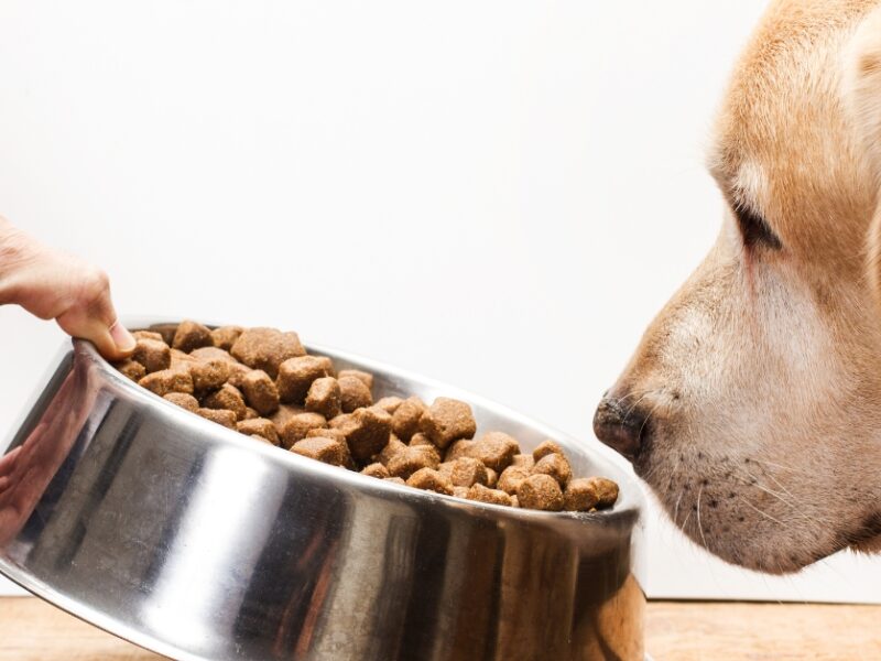 feeding street dogs