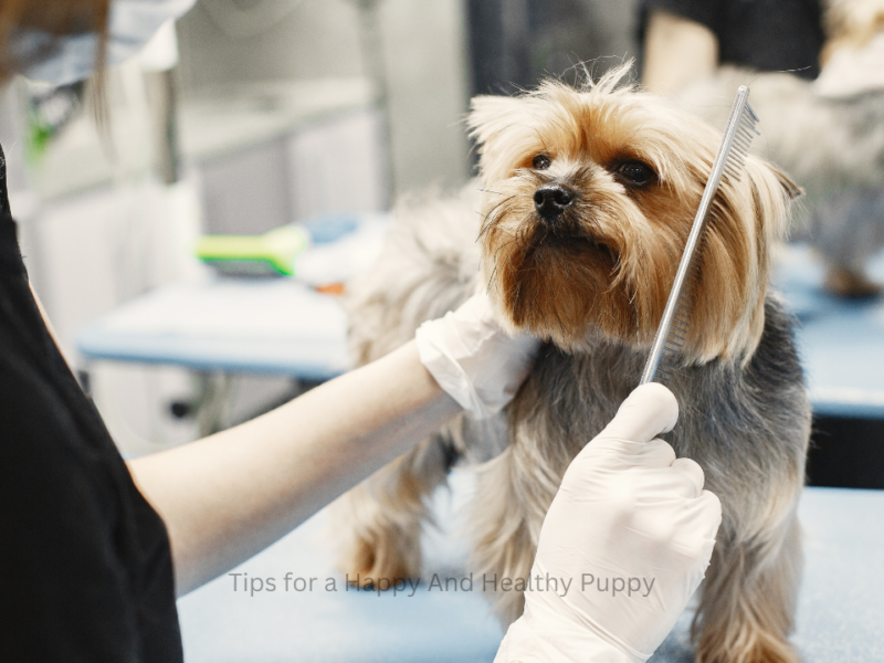 Pet Grooming In Mumbai