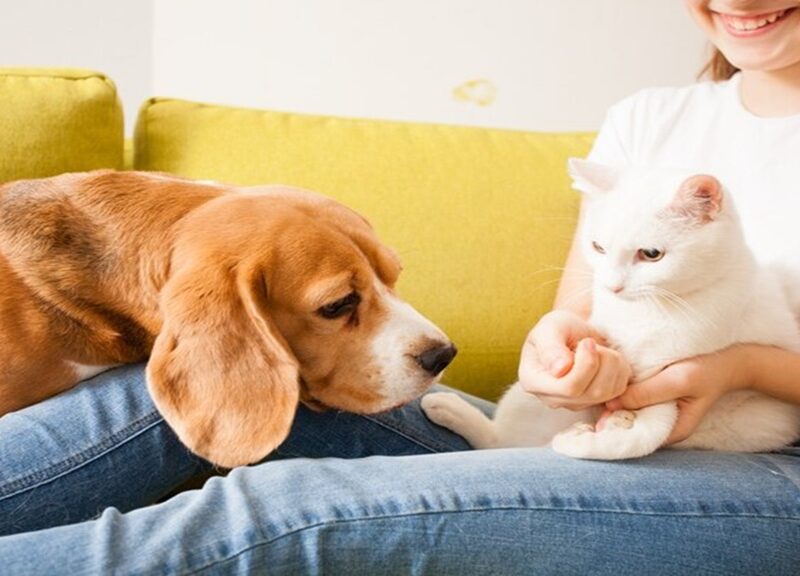 cat or dog
