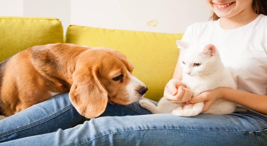 cat or dog