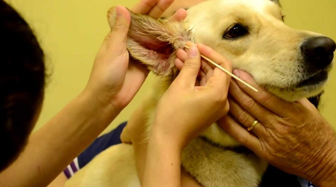 dog mange