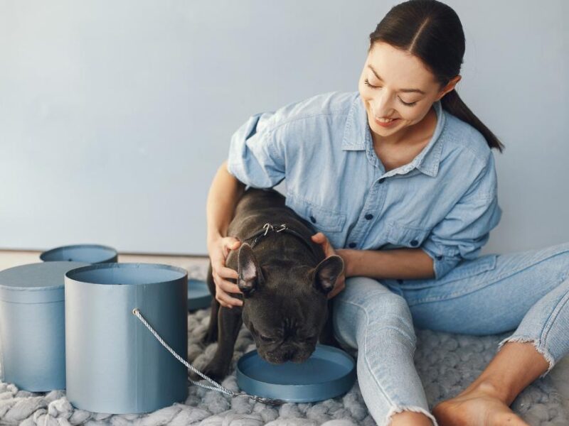 dog homeopathic medicine