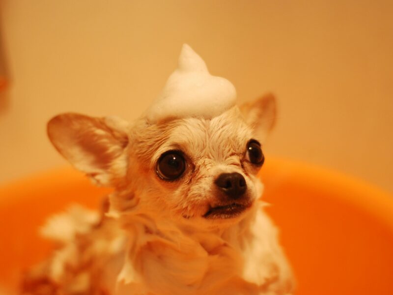 dog owner