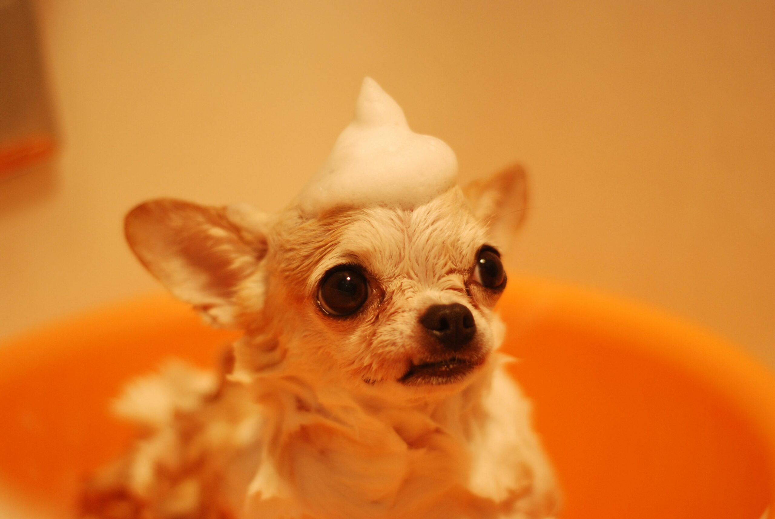 dog owner