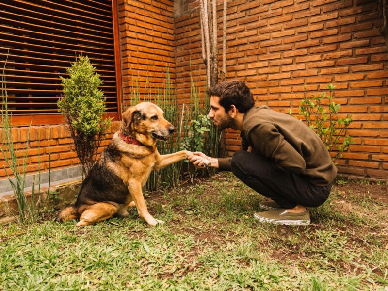 dog