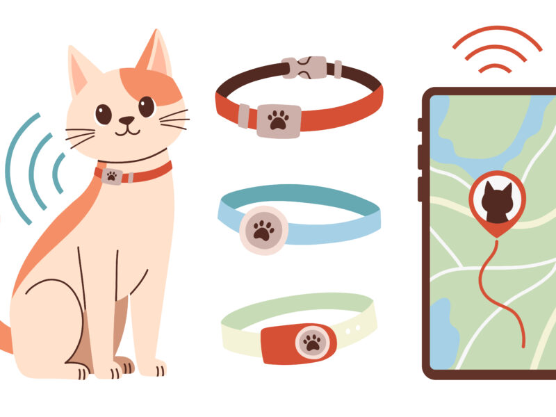 pet wearables