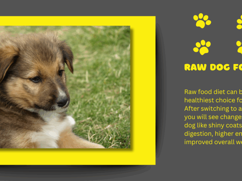 Raw food is good for dogs