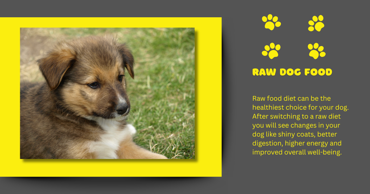 Raw food is good for dogs