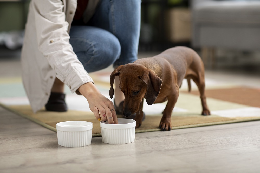 dog food